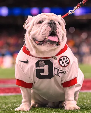 Georgia Bulldogs Football Tuscaloosa